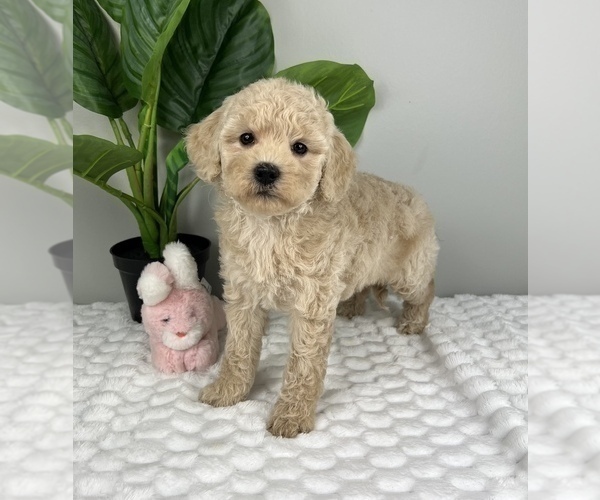 Medium Photo #4 Goldendoodle (Miniature) Puppy For Sale in FRANKLIN, IN, USA