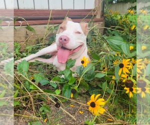 American Pit Bull Terrier-Unknown Mix Dogs for adoption in Germantown, OH, USA