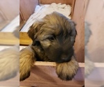 Small Photo #12 Catalan Sheepdog Puppy For Sale in SMALLWOOD, NY, USA