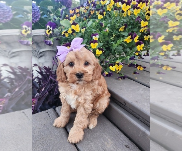 Medium Photo #1 ShihPoo Puppy For Sale in INDIANAPOLIS, IN, USA