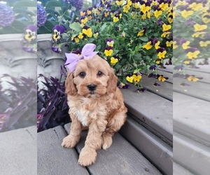 ShihPoo Puppy for sale in INDIANAPOLIS, IN, USA