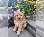Image preview for Ad Listing. Nickname: Sadie