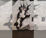 Small Photo #6 American Pit Bull Terrier-Unknown Mix Puppy For Sale in Chandler, AZ, USA