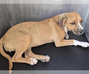 American Staffordshire Terrier-Unknown Mix Dogs for adoption in San Antonio, TX, USA