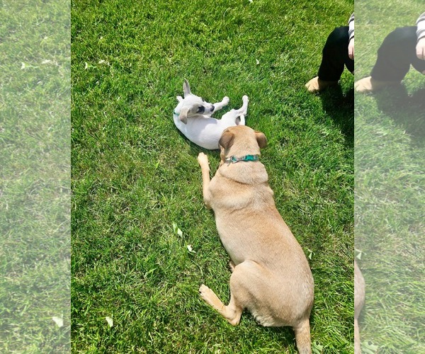 Medium Photo #7 Black Mouth Cur-Unknown Mix Puppy For Sale in Rockaway, NJ, USA