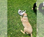 Small #6 Black Mouth Cur Mix