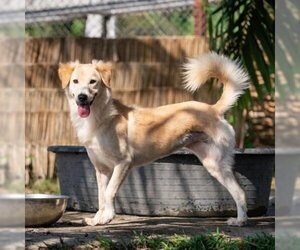 Deezer - Female Golden Retriever-Unknown Mix Dog for Adoption - Photo #3
