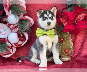 Siberian Husky Puppy for sale in LANCASTER, PA, USA