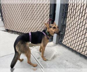 Mutt Dogs for adoption in Norco, CA, USA