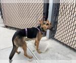 LOLA - Female Mutt Dog for Adoption - Small photo