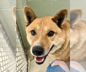Shiba Inu-Unknown Mix Dogs for adoption in Webster, WI, USA