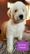 Small Photo #1 Labradoodle Puppy For Sale in BRANDON, FL, USA
