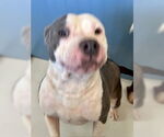 Small #1 American Pit Bull Terrier