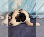 Templeton - Male Bernedoodle (Miniature) Puppy for Sale - Photo #2