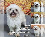 Small #1 Maltese