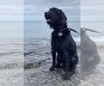 Small #10 Miniature Labradoodle