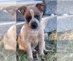 Small Photo #19 Australian Cattle Dog Puppy For Sale in SYLMAR, CA, USA