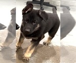 Small #6 German Shepherd Dog
