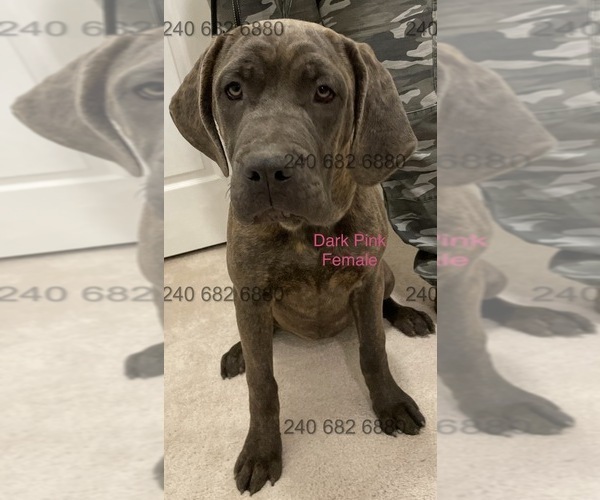 Medium Photo #7 Cane Corso Puppy For Sale in DENTSVILLE, MD, USA