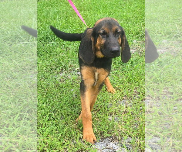 Medium Photo #1 Bloodhound-Unknown Mix Puppy For Sale in Wetumpka, AL, USA