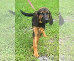 Small Bloodhound Mix