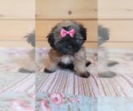 Small Photo #2 Shih Tzu Puppy For Sale in MANES, MO, USA