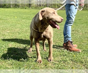 Mother of the Labrador Retriever puppies born on 09/05/2025