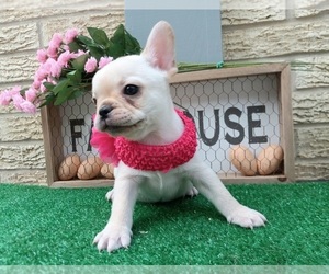 French Bulldog Puppy for sale in CARTHAGE, TX, USA