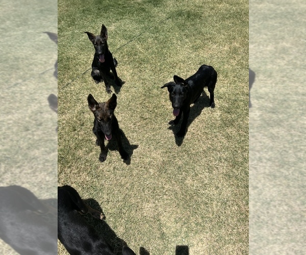 Medium Photo #5 German Shepherd Dog Puppy For Sale in LANCASTER, TX, USA