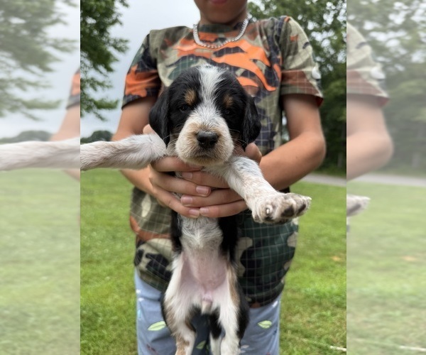 Medium Photo #32 Bernedoodle-Bluetick Coonhound Mix Puppy For Sale in RINGTOWN, PA, USA
