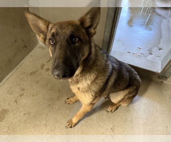 Medium Photo #1 German Shepherd Dog Puppy For Sale in San Bernardino, CA, USA