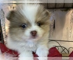 Small Photo #5 Pomeranian Puppy For Sale in VACAVILLE, CA, USA