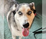 Small #4 Siberian Husky Mix