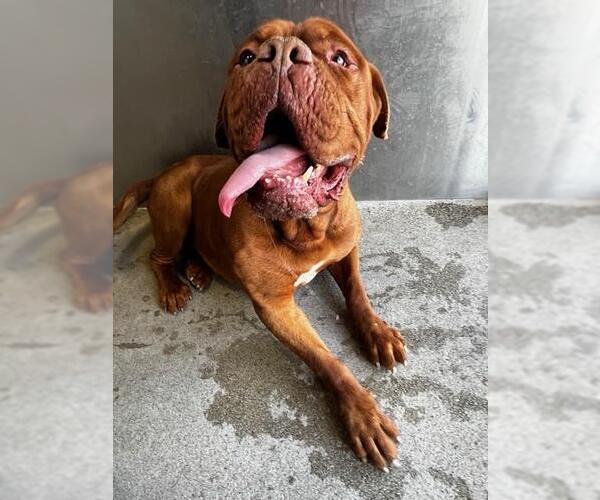 Medium Photo #1 Dogue de Bordeaux-Unknown Mix Puppy For Sale in Downey, CA, USA