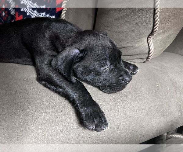 Medium Photo #12 Staffordshire Bull Terrier-Unknown Mix Puppy For Sale in Princeton, MN, USA