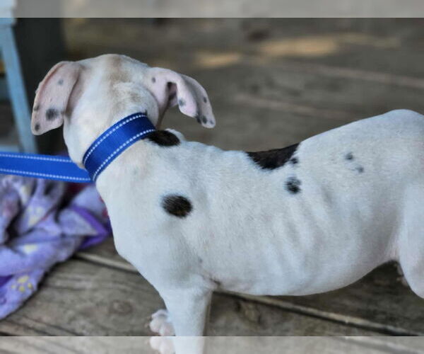 Medium Photo #9 American Pit Bull Terrier-Unknown Mix Puppy For Sale in Wakefield, RI, USA