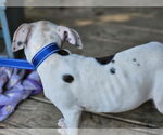 Small #8 American Pit Bull Terrier Mix