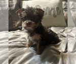 Small #2 Yorkshire Terrier