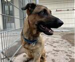 WRANGLER - Female German Shepherd Dog-Unknown Mix Dog for Adoption - Small photo