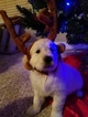 Small Photo #1 Golden Retriever Puppy For Sale in HUDSONVILLE, MI, USA