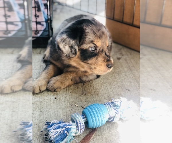 Medium Photo #1 Border Collie-Golden Retriever Mix Puppy For Sale in OVERLAND PARK, KS, USA