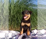 Small Photo #2 Rottweiler Puppy For Sale in MILLERSBURG, OH, USA