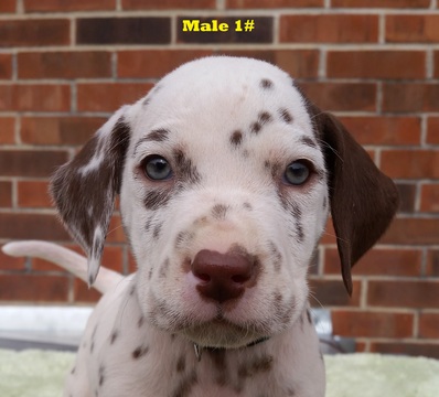 Medium Photo #16 Dalmatian Puppy For Sale in ELKMONT, AL, USA