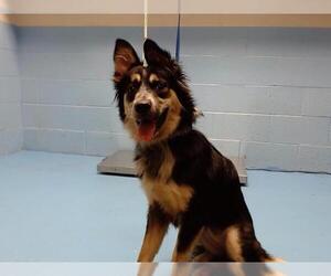 Australian Shepherd-Unknown Mix Dogs for adoption in Moreno Valley, CA, USA