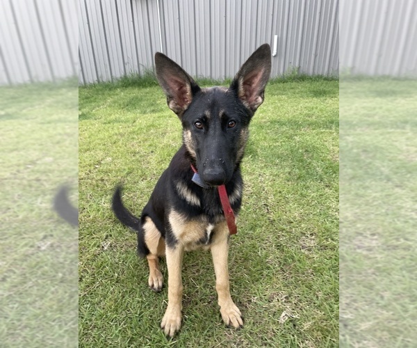 Medium Photo #1 German Shepherd Dog Puppy For Sale in BERRY, AL, USA