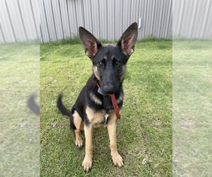 Mother of the German Shepherd Dog puppies born on 01/22/2026