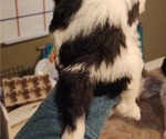 Small Photo #3 Sheepadoodle Puppy For Sale in CENTENNIAL, CO, USA