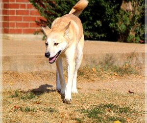 Luna - Female Siberian Husky-Unknown Mix Dog for Adoption - Photo #3