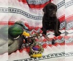 Small Photo #4 Labrador Retriever Puppy For Sale in MERIDEN, KS, USA