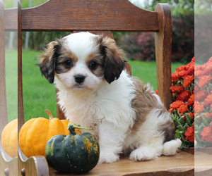 Cavachon Puppy for sale in GORDONVILLE, PA, USA